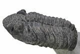 Two Large Drotops Trilobite Fossils - Mrakib, Morocco #235805-5